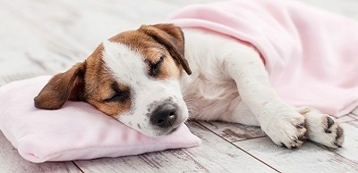 Теплый пол и питомцы: создаем комфорт без риска