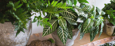 Терморегуляторы спасут комнатные растения от засухи